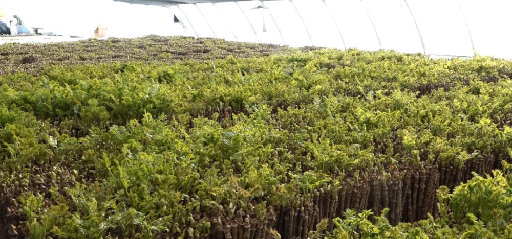 积极引进寒地温室大棚(刺嫩芽)反季栽培项目,使冬季山野菜种植成为林