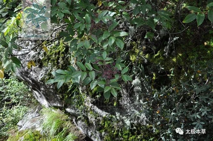 岩五加见过吗祛风除湿散寒止痛治关节痛胃痛