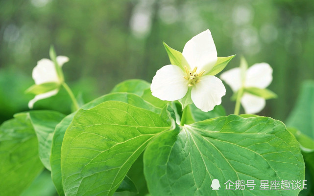 1月8日星座运势 巨蟹亲力亲为 天秤小心谨慎 双鱼贵人相助 腾讯网