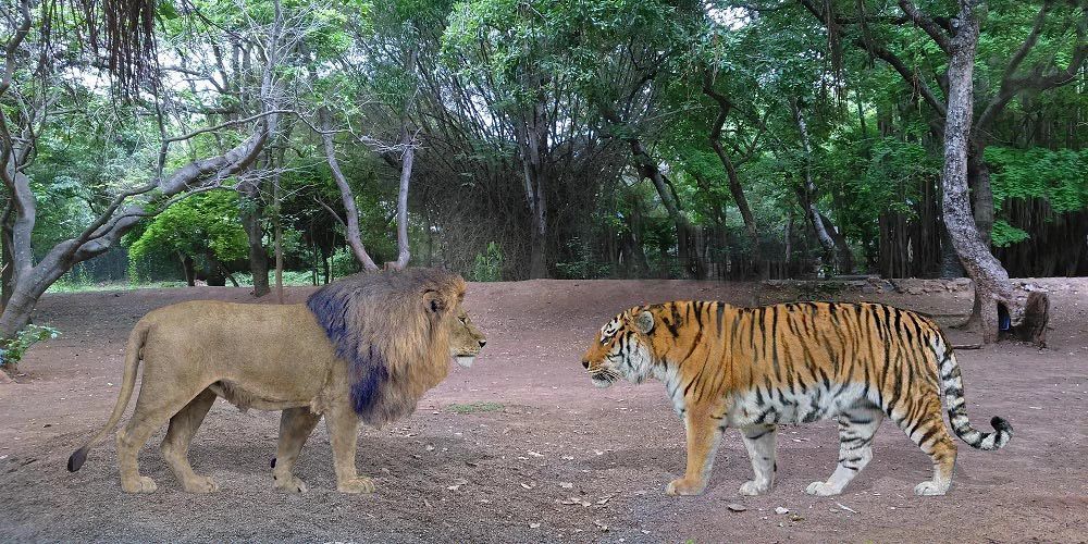 由于保护工作做得好,印度的野生虎和野生亚洲狮数量都有所增长,各自的
