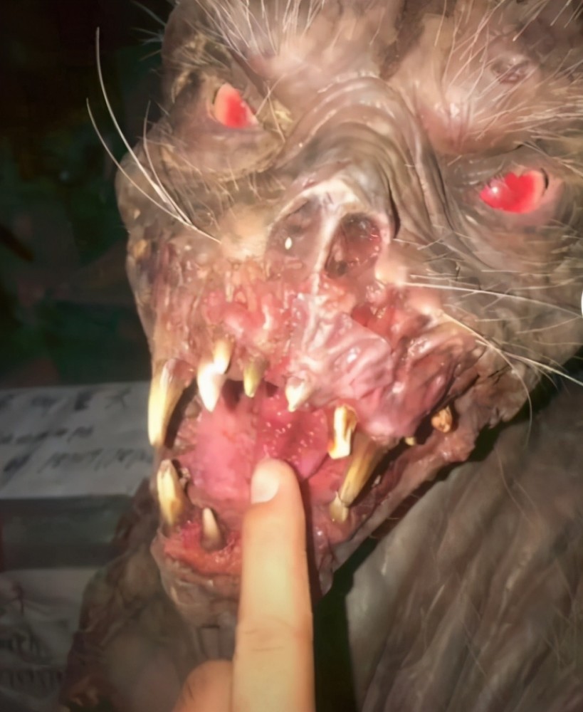 还有"雪弥勒","雪红花","吸血水母","斑纹蛟","火蜥蜴"等,这些全都是