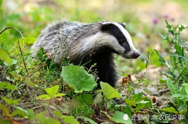 獾八狗子破坏庄稼不能捕捉农民咋办损失谁赔3点建议