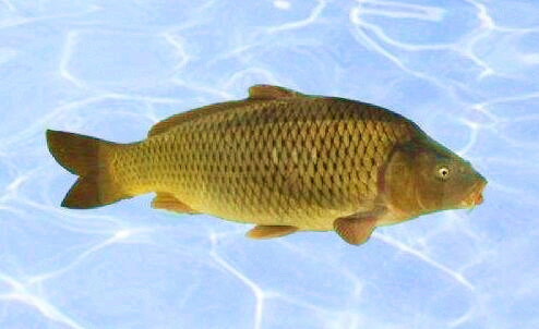 经常发现鲤鱼在河中间打水,却不见咬钩原因分析.