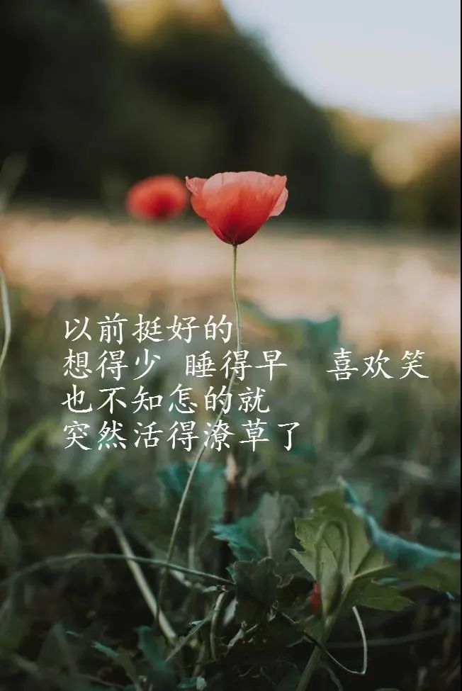 花与心情的美句(花与心情唯美文字)