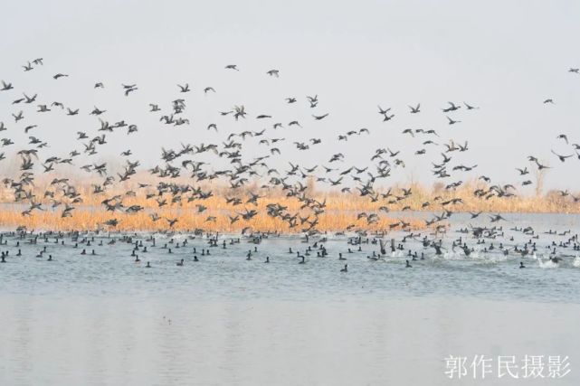 灵宝鼎湖湾万鸟奔腾蔚为壮观