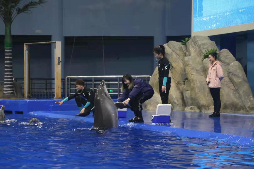 阜阳尧泰汉海海洋公园海洋动物越冬保育有保障