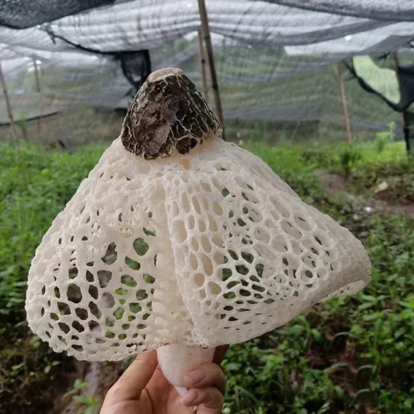 野生菌种类大科普之竹荪