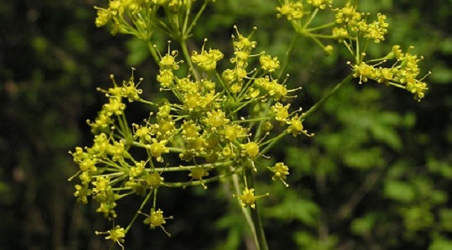 生长期的阿魏而当地传说的阿魏这种药,在现实中也确实有,但它并不是如