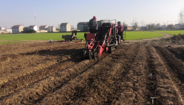 一条龙服务自走式薯类联合收获机来了