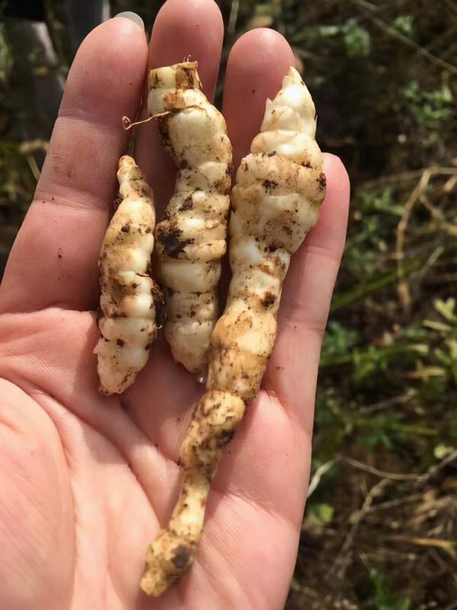 它的长相和竹笋比较相似,有人将其称为地笋.