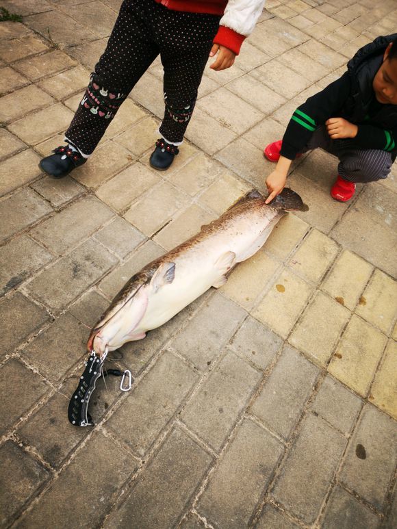 夜晚廣州河邊有人釣魚連連釣上一米多長的大鯰魚路人看呆