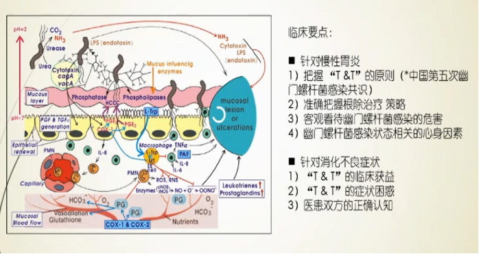 小儿功能消化不良治疗原则_儿童功能性消化不良诊断依据_小儿功能性消化不良临床诊疗