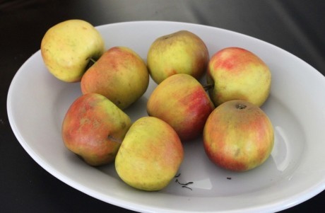 德国苹果为什么不如中国好看