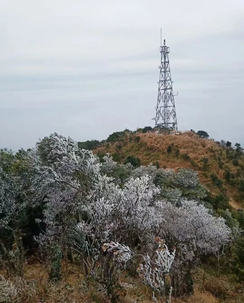 广东,真的下雪了!深圳,梧桐山上也…_腾讯新闻