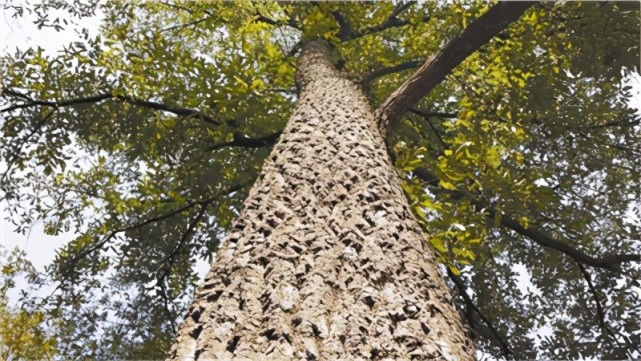 林草科普橡树你有的不只是铜枝铁干