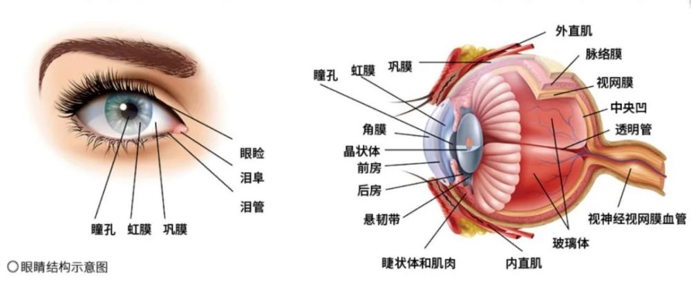 熬夜玩手机突然失明小心出现这几种症状可能是眼中风