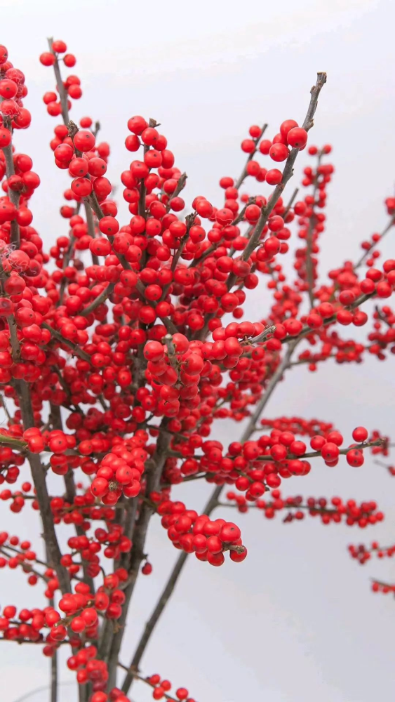 好看又好养的北美冬青红果挂满树拿来做年宵花很合适