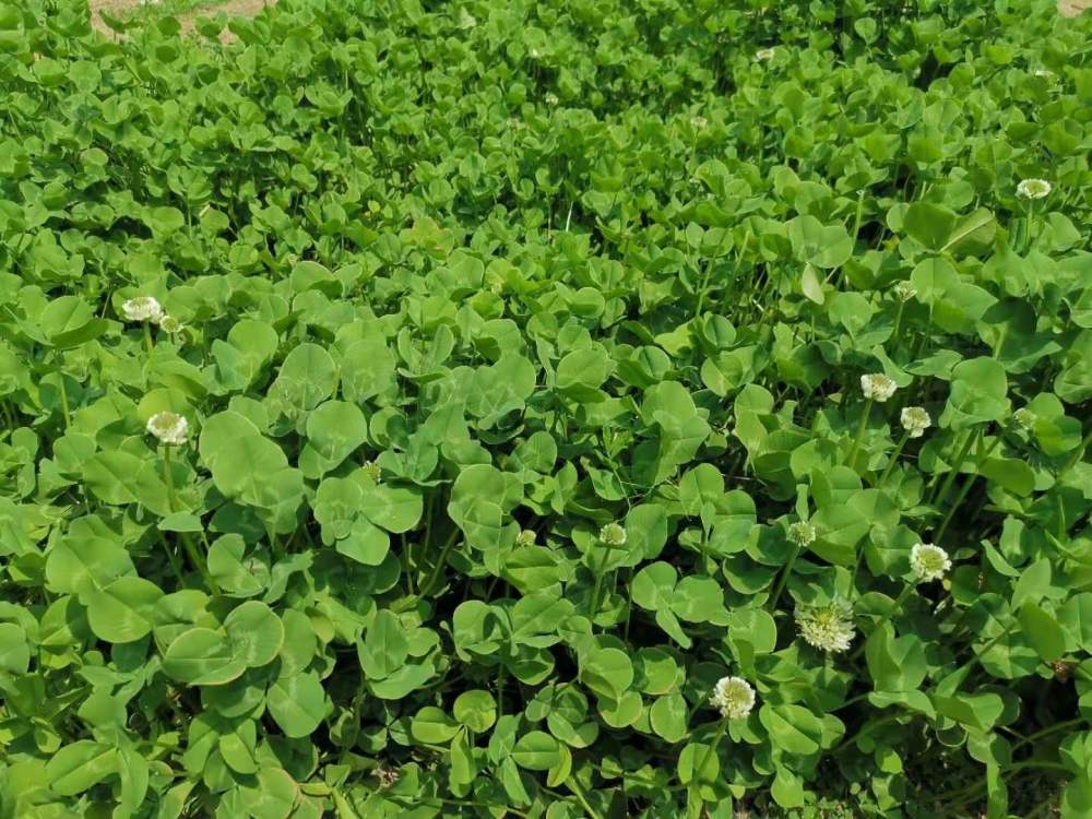 都说白三叶可以当草坪 又能作牧草 哪些品种具备这两种功能 腾讯新闻