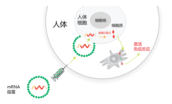 mRNA疫苗是转基因产品？会改变人类DNA？专家这样解答｜新科普_腾讯新闻