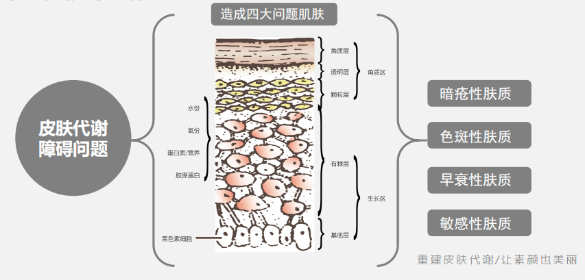 无斑时代解决皮肤问题肌肤5大核心重建皮肤代谢系统