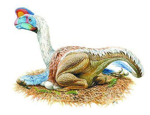 快看它正在孵蛋江西赣州发现7000万年前窃蛋龙化石举世罕见