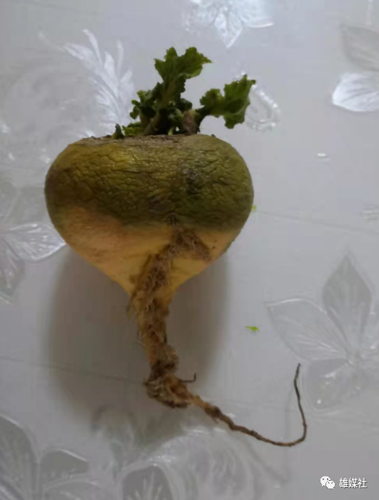 雄安旧时风物之一百七十五蔓菁噶哒