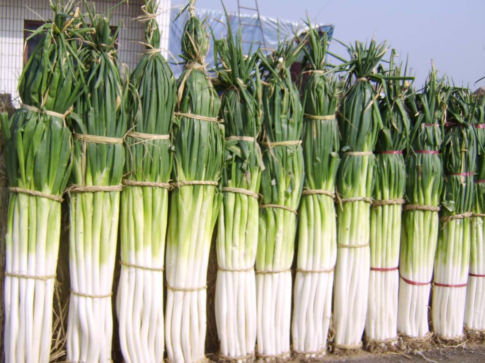 大葱价格牛气 葱 天 全国大葱价格上涨的原因 盘点19种原产地大葱 腾讯新闻