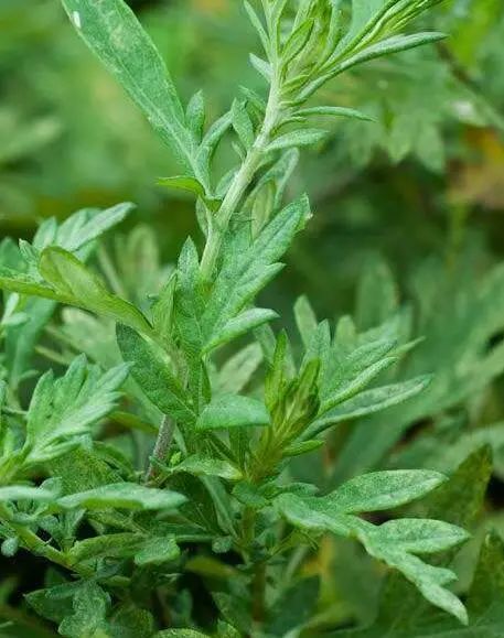 从采蘩理解孔子所言吾不与祭如不祭