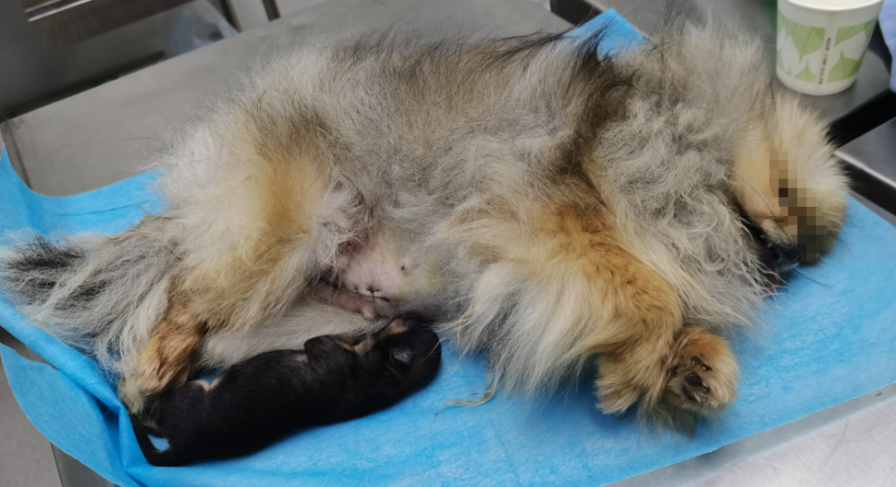 怪谁阜阳市民30000块钱买的狗死在宠物医院手术台