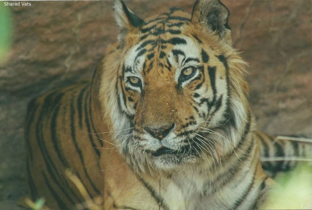 听说查吉尔是传奇虎王?那就请出来挨打吧!