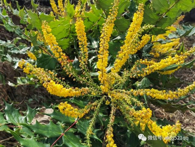 鄉村美景漂亮的花兒隨拍深秋暖陽花開季又到了刺黃柏花兒盛開的季節