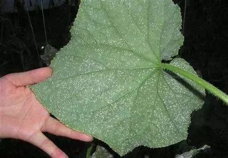 白粉虱|这个药效是吡虫啉的80倍，专治抗性白粉虱、蚜虫、蓟马！