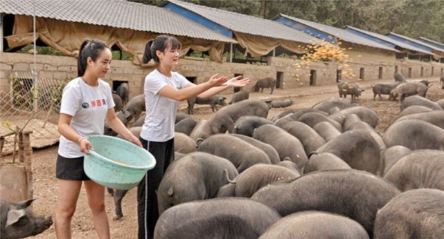 3年了,不顾家人反对,大学毕业回农村养猪的河南女孩,如今怎样