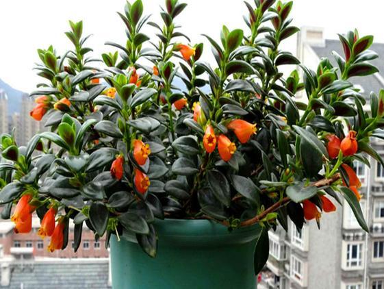 金鱼花是非常抗高温的,所以一般是需要在30度以上才