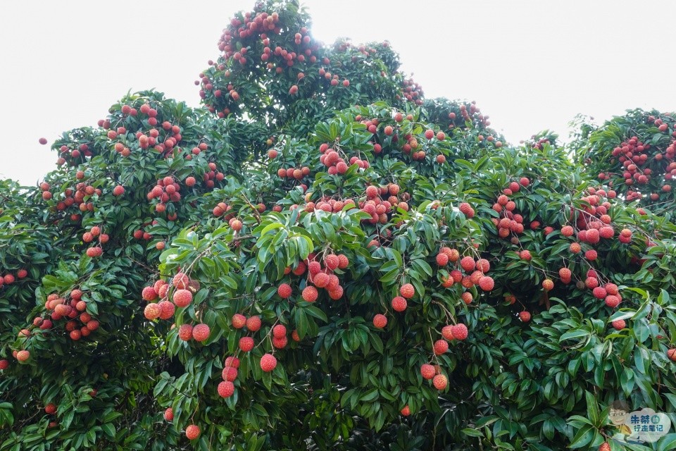 粤东最大的荔枝生产区种植历史近2000年堪称中国荔枝之乡