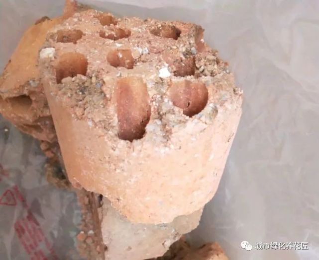 养多肉的蜂窝煤球渣能用来养兰花吗用前要处理小心返碱伤苗