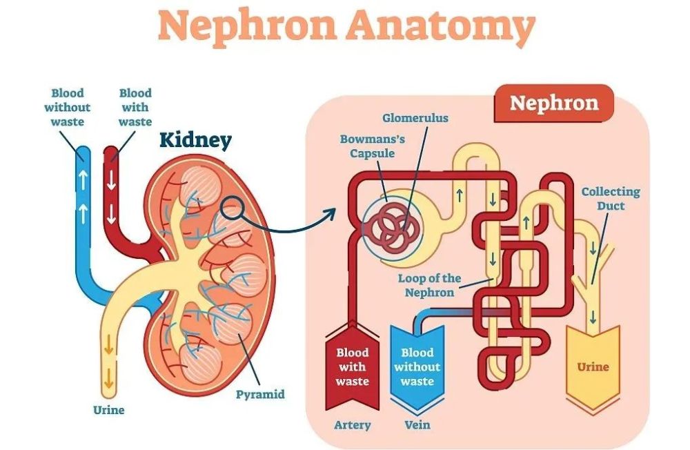 如鱼,肉等,会产生过多的尿酸和尿素氮等代谢废物,加重肾脏的排泄负担