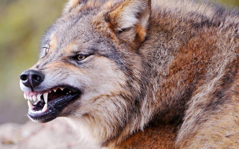 战斗民族名不虚传!野狼咬死2只宠物狗,主人气急活活将其掐死