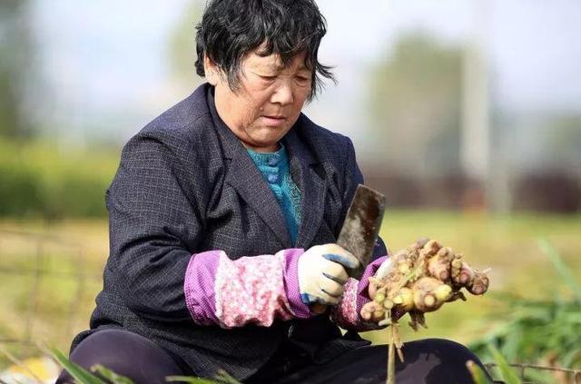 高价不出手低价卖不动堆积到腐烂农民自食苦果