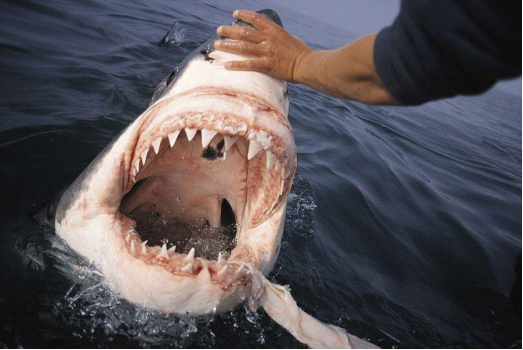 大白鲨的天敌终于找到了!吃大白鲨就像吃辣条,网友:太没牌面了