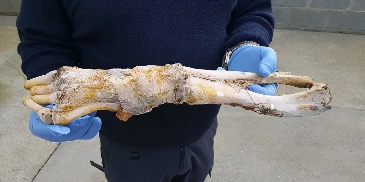 南极发现的骨架属于史前生物你肯定不知道海豹屁股后面有只手