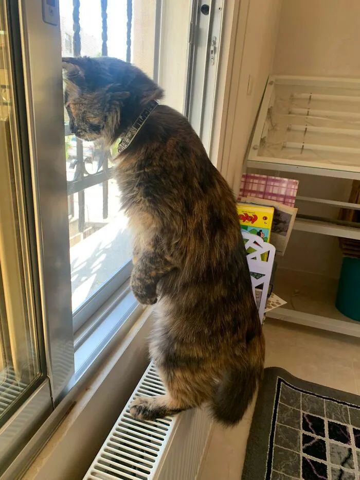 18张图片证明猫咪看热闹的本事堪比村口的大妈