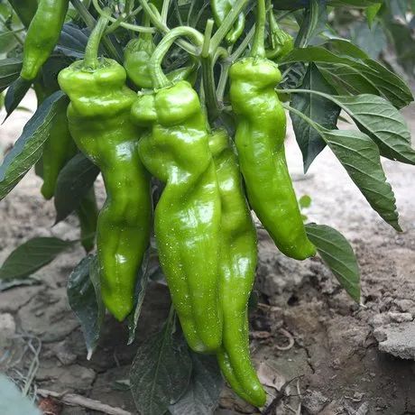 中科m108薄皮辣椒种子 菜椒陇椒改良301类型