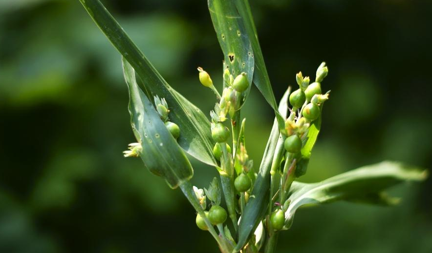 曾经用来串手链做门帘的草珠子,如今身价倍增,却不多见了