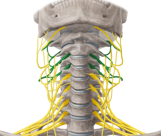 颈神经病变概述|颈椎|关节突|横突