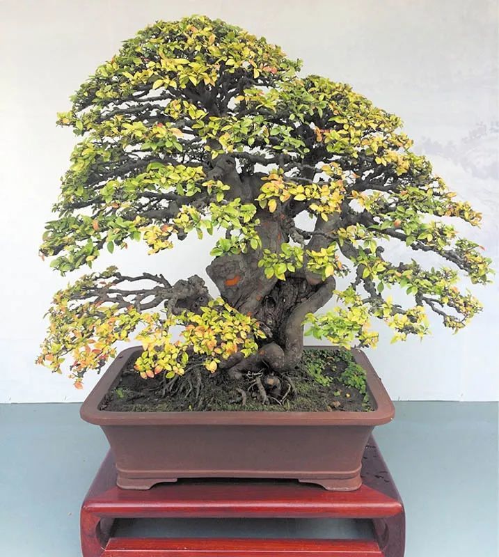 新手必试制作的四款盆景类型 你若敢试 盆景制作就入门了 腾讯新闻