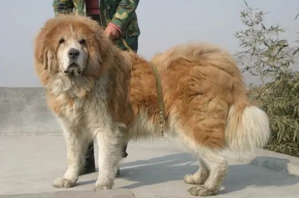 腾讯内容开放平台