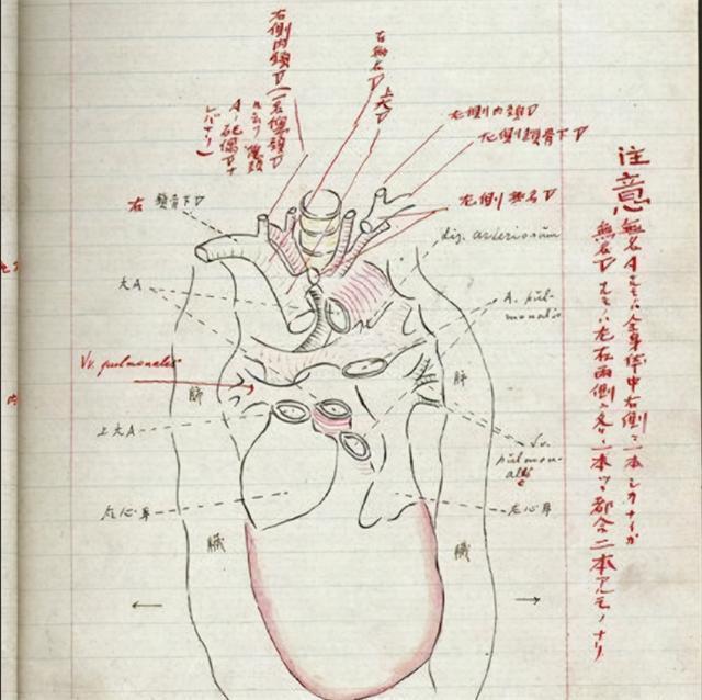 藤野先生结构脉络图图片