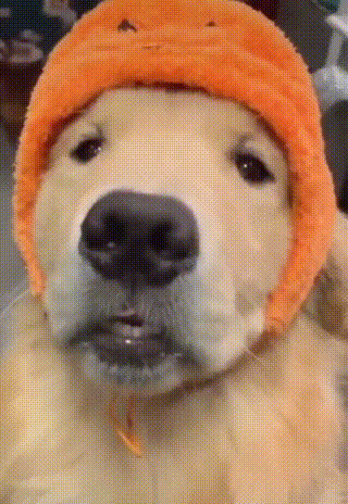 寒冬里的流浪狗 与备受宠爱的家犬相比 取暖的方式太让人心疼 腾讯网