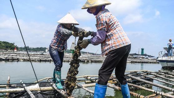 中國大蠔之鄉,養殖面積高達15萬多畝,蠔苗產量佔全國的70%